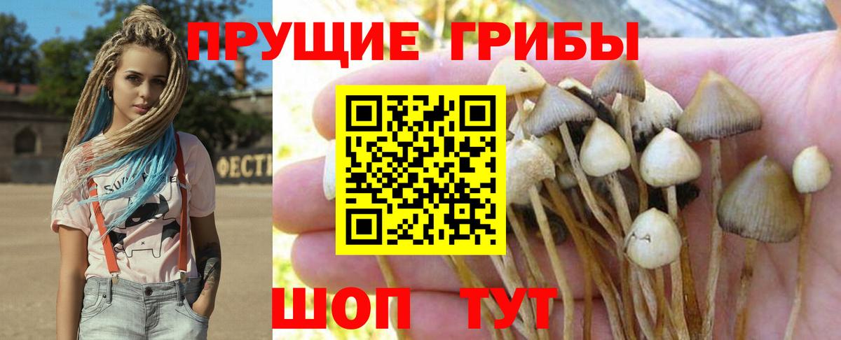 Псилоцибиновые грибы Psilocybe Елец